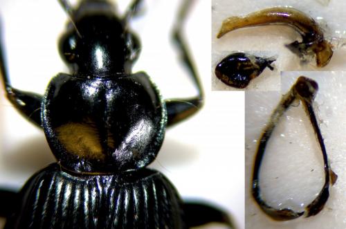 Réf. 273 685 : Agonum afrum